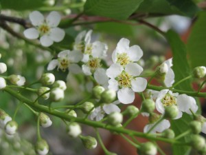 white spring blooms