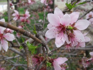 Pink Flowering tree