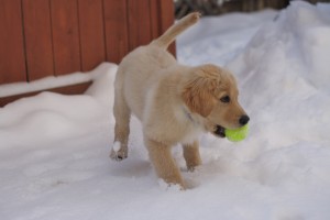 Golden Retriever Puppy